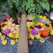 ヒメ日記 2025/11/06 12:48 投稿 このは ぷにぷにプリンセス