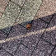 ヒメ日記 2026/01/10 02:02 投稿 このは ぷにぷにプリンセス