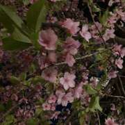 ヒメ日記 2026/03/10 09:52 投稿 このは ぷにぷにプリンセス