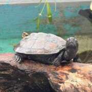 ヒメ日記 2025/09/26 11:40 投稿 星川　さな メイドin西川口（埼玉ハレ系）