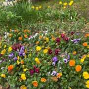 ヒメ日記 2026/04/16 09:32 投稿 星川　さな メイドin西川口（埼玉ハレ系）