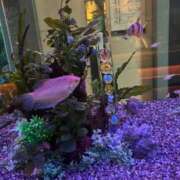 ヒメ日記 2025/08/09 18:35 投稿 かりん バニラシュガー久喜店