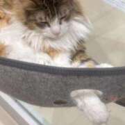 ヒメ日記 2025/10/12 10:33 投稿 かりん バニラシュガー久喜店