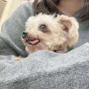 ヒメ日記 2025/11/12 23:55 投稿 かりん バニラシュガー久喜店