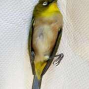 ヒメ日記 2025/04/23 15:36 投稿 北条 東京セレブな美人妻