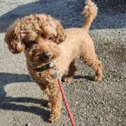 ヒメ日記 2025/08/20 07:04 投稿 ゆな 千葉松戸ちゃんこ