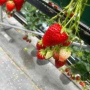 ヒメ日記 2025/04/05 07:36 投稿 港れいな 五十路マダムエクスプレス豊橋店（カサブランカグループ）