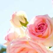 ヒメ日記 2026/03/07 15:04 投稿 せいな 熟女の風俗最終章 新宿店