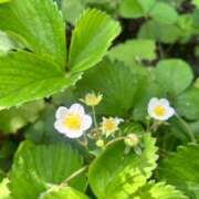 ヒメ日記 2026/04/22 11:52 投稿 せいな 熟女の風俗最終章 新宿店