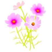 ヒメ日記 2025/08/22 11:22 投稿 せいな 熟女の風俗最終章 池袋店