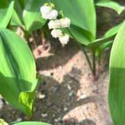 ヒメ日記 2026/04/20 12:42 投稿 せいな 熟女の風俗最終章 池袋店