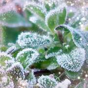 ヒメ日記 2026/01/23 09:19 投稿 若松　ちえ 昼下がりの情事