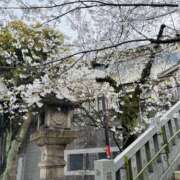 ヒメ日記 2025/03/27 22:40 投稿 まなつ 人妻花かんざし