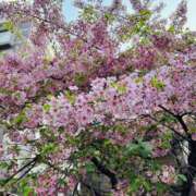 ヒメ日記 2025/03/29 20:59 投稿 まなつ 人妻花かんざし