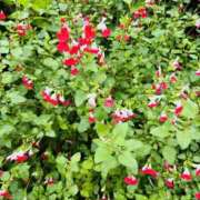 ヒメ日記 2025/05/08 21:17 投稿 まなつ 人妻花かんざし