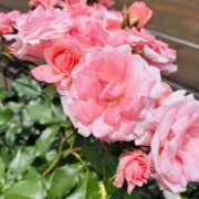 ヒメ日記 2025/05/13 19:10 投稿 まなつ 人妻花かんざし