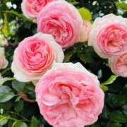 ヒメ日記 2025/05/14 19:11 投稿 まなつ 人妻花かんざし