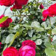 ヒメ日記 2025/05/17 16:39 投稿 まなつ 人妻花かんざし