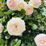 ヒメ日記 2025/05/25 20:30 投稿 まなつ 人妻花かんざし