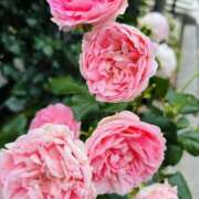 ヒメ日記 2025/05/28 19:43 投稿 まなつ 人妻花かんざし