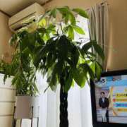 ヒメ日記 2025/07/31 09:15 投稿 まなつ 人妻花かんざし