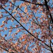 ヒメ日記 2026/03/14 18:13 投稿 まなつ 人妻花かんざし