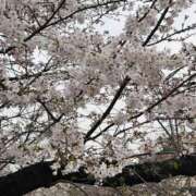 ヒメ日記 2026/03/26 16:20 投稿 まなつ 人妻花かんざし