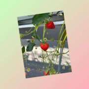 ヒメ日記 2025/02/22 20:03 投稿 あこ 素人妻達☆マイふぇらレディー