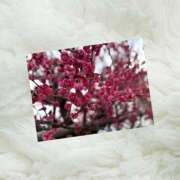 ヒメ日記 2025/03/06 23:01 投稿 あこ 素人妻達☆マイふぇらレディー