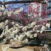 ヒメ日記 2025/01/16 17:35 投稿 さやか 人妻花かんざし