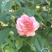 ヒメ日記 2025/02/16 17:47 投稿 さやか 人妻花かんざし