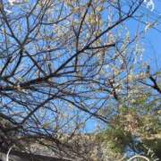 ヒメ日記 2025/02/20 16:08 投稿 さやか 人妻花かんざし