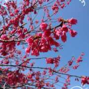 ヒメ日記 2025/03/06 17:10 投稿 さやか 人妻花かんざし