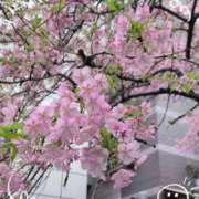 ヒメ日記 2025/03/09 08:38 投稿 さやか 人妻花かんざし