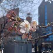 ヒメ日記 2025/03/24 17:43 投稿 さやか 人妻花かんざし