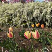 ヒメ日記 2025/04/17 17:18 投稿 さやか 人妻花かんざし