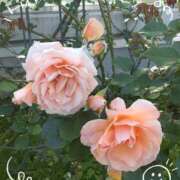 ヒメ日記 2025/05/03 16:09 投稿 さやか 人妻花かんざし