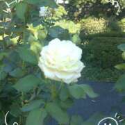 ヒメ日記 2025/05/15 18:50 投稿 さやか 人妻花かんざし