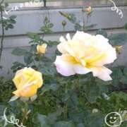 ヒメ日記 2025/05/18 10:51 投稿 さやか 人妻花かんざし