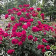 ヒメ日記 2025/05/29 11:02 投稿 さやか 人妻花かんざし