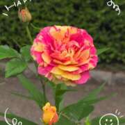 ヒメ日記 2025/06/03 13:49 投稿 さやか 人妻花かんざし