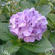 ヒメ日記 2025/06/10 08:32 投稿 さやか 人妻花かんざし