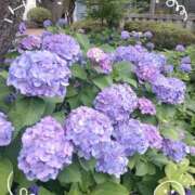 ヒメ日記 2025/06/16 10:50 投稿 さやか 人妻花かんざし