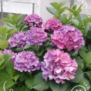 ヒメ日記 2025/06/19 16:08 投稿 さやか 人妻花かんざし