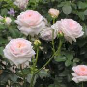 ヒメ日記 2025/07/06 13:38 投稿 さやか 人妻花かんざし