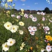 ヒメ日記 2025/09/24 17:18 投稿 さやか 人妻花かんざし