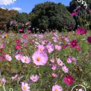 ヒメ日記 2025/10/09 11:06 投稿 さやか 人妻花かんざし