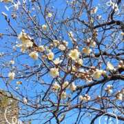 ヒメ日記 2026/01/15 08:50 投稿 さやか 人妻花かんざし