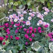 ヒメ日記 2026/02/04 18:19 投稿 さやか 人妻花かんざし