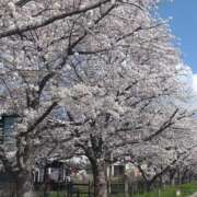 ヒメ日記 2026/03/31 08:35 投稿 さやか 人妻花かんざし